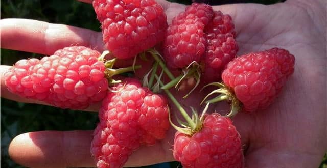 Обзор на лучшие сорта малины