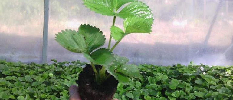 рассада клубники