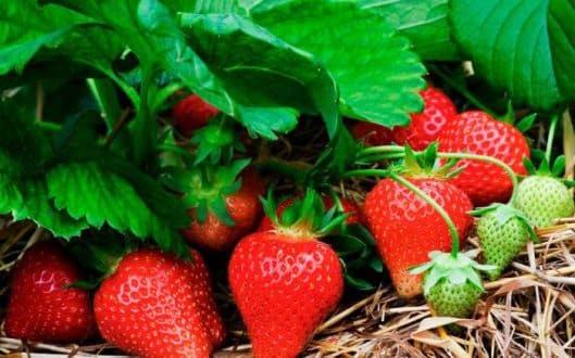 рассада клубники