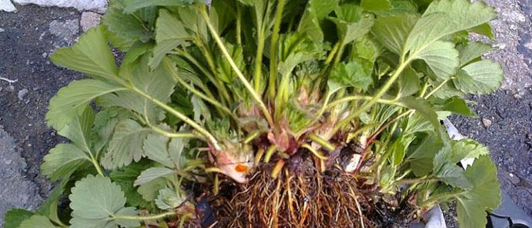 рассада клубники